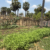 ADB in Kampong Thom (February, 2025)